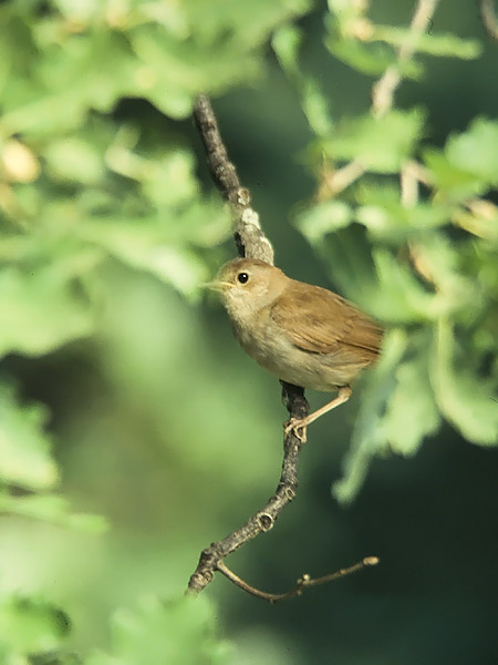 Etelänsatakieli, Common Nightingale, Luscinia megarhynchos